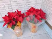 画像(180x135)・拡大画像(640x480)