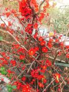 �摜(135x180)�E�g��摜(480x640)