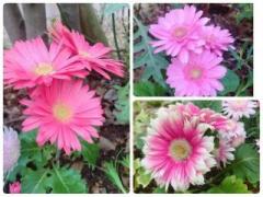 �摜(240x180)�E�g��摜(640x480)