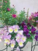 �摜(135x180)�E�g��摜(480x640)