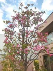 �摜(180x240)�E�g��摜(480x640)