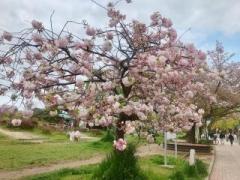 �摜(240x180)�E�g��摜(640x480)