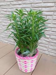 �摜(180x240)�E�g��摜(480x640)