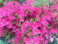 �摜(240x180)�E�g��摜(640x480)