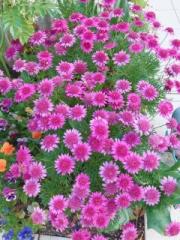 �摜(180x240)�E�g��摜(480x640)