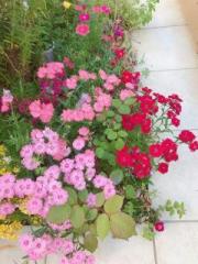 �摜(180x240)�E�g��摜(480x640)