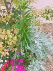 �摜(180x240)�E�g��摜(480x640)