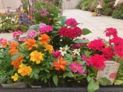 �摜(240x180)�E�g��摜(640x480)