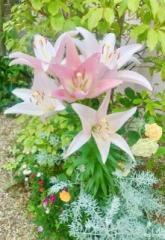 �摜(165x240)�E�g��摜(443x640)