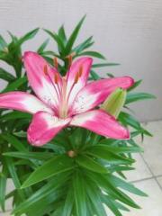 �摜(180x240)�E�g��摜(480x640)