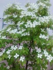 �摜(180x240)�E�g��摜(480x640)