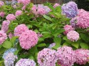 �摜(180x135)�E�g��摜(640x480)