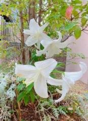 画像(174x240)・拡大画像(464x640)