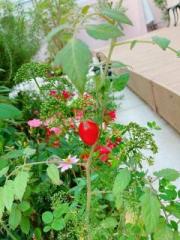 画像(180x240)・拡大画像(480x640)