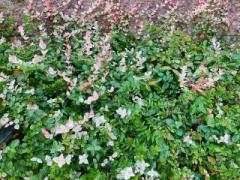 画像(240x180)・拡大画像(640x480)