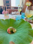 画像(135x180)・拡大画像(480x640)