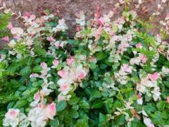 �摜(240x180)�E�g��摜(640x480)