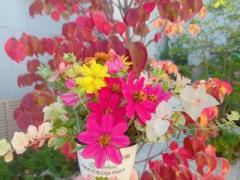 �摜(240x180)�E�g��摜(640x480)