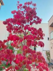 画像(180x240)・拡大画像(480x640)