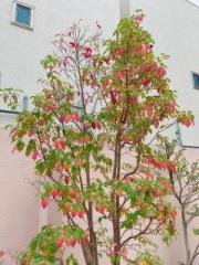 画像(180x240)・拡大画像(480x640)