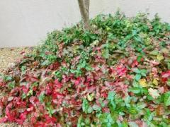 画像(240x180)・拡大画像(640x480)