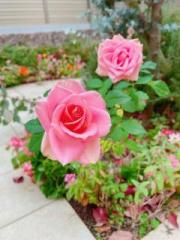 �摜(180x240)�E�g��摜(480x640)