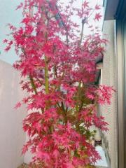 �摜(180x240)�E�g��摜(480x640)