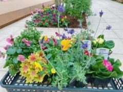 �摜(240x180)�E�g��摜(640x480)