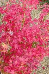 �摜(161x240)�E�g��摜(430x640)