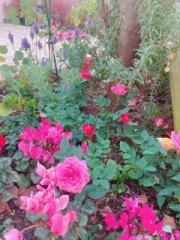 画像(180x240)・拡大画像(480x640)