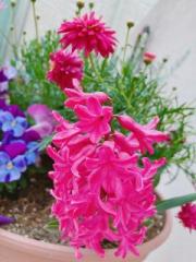 画像(180x240)・拡大画像(480x640)