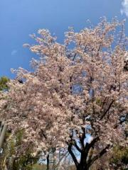 画像(180x240)・拡大画像(480x640)