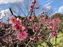 画像(240x180)・拡大画像(640x480)