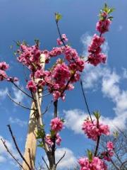 画像(180x240)・拡大画像(480x640)