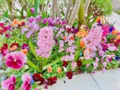 画像(240x180)・拡大画像(640x480)