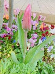 画像(180x240)・拡大画像(480x640)