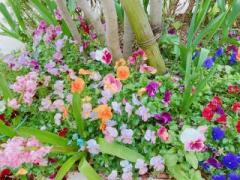 画像(240x180)・拡大画像(640x480)