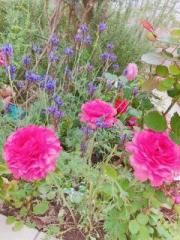 画像(180x240)・拡大画像(480x640)