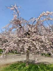 �摜(180x240)�E�g��摜(480x640)