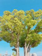 画像(135x180)・拡大画像(480x640)