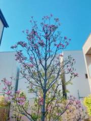 画像(180x240)・拡大画像(480x640)