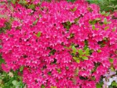 �摜(240x180)�E�g��摜(640x480)