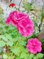 �摜(180x240)�E�g��摜(480x640)