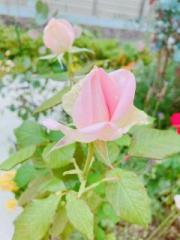 �摜(180x240)�E�g��摜(480x640)