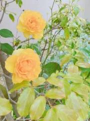 �摜(180x240)�E�g��摜(480x640)