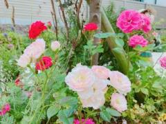 �摜(240x180)�E�g��摜(640x480)