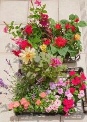 �摜(172x240)�E�g��摜(460x640)