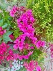 �摜(180x240)�E�g��摜(480x640)