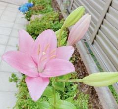 �摜(240x222)�E�g��摜(640x592)