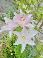 �摜(179x240)�E�g��摜(479x640)